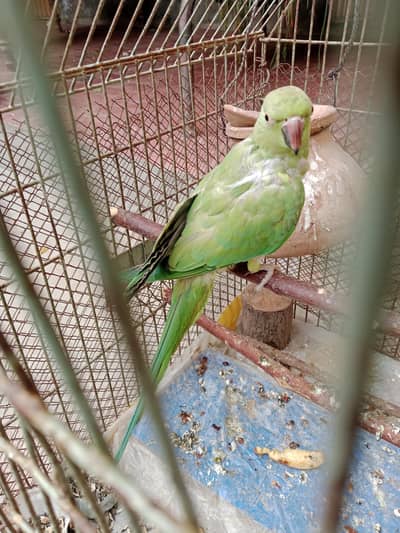 parrot for sale
