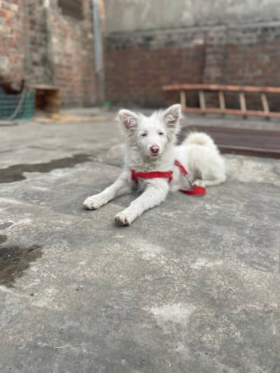 pure Russian long cort