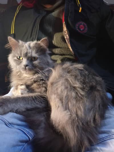 Female persian cat . , Triple coated  Smokey Grey Clolor