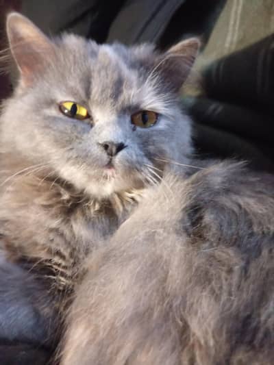 Female persian cat . , Triple coated  Smokey Grey Clolor