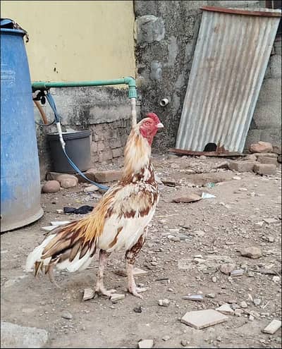 kam b kar du ga cargo not avilable location bharakahu islamabad