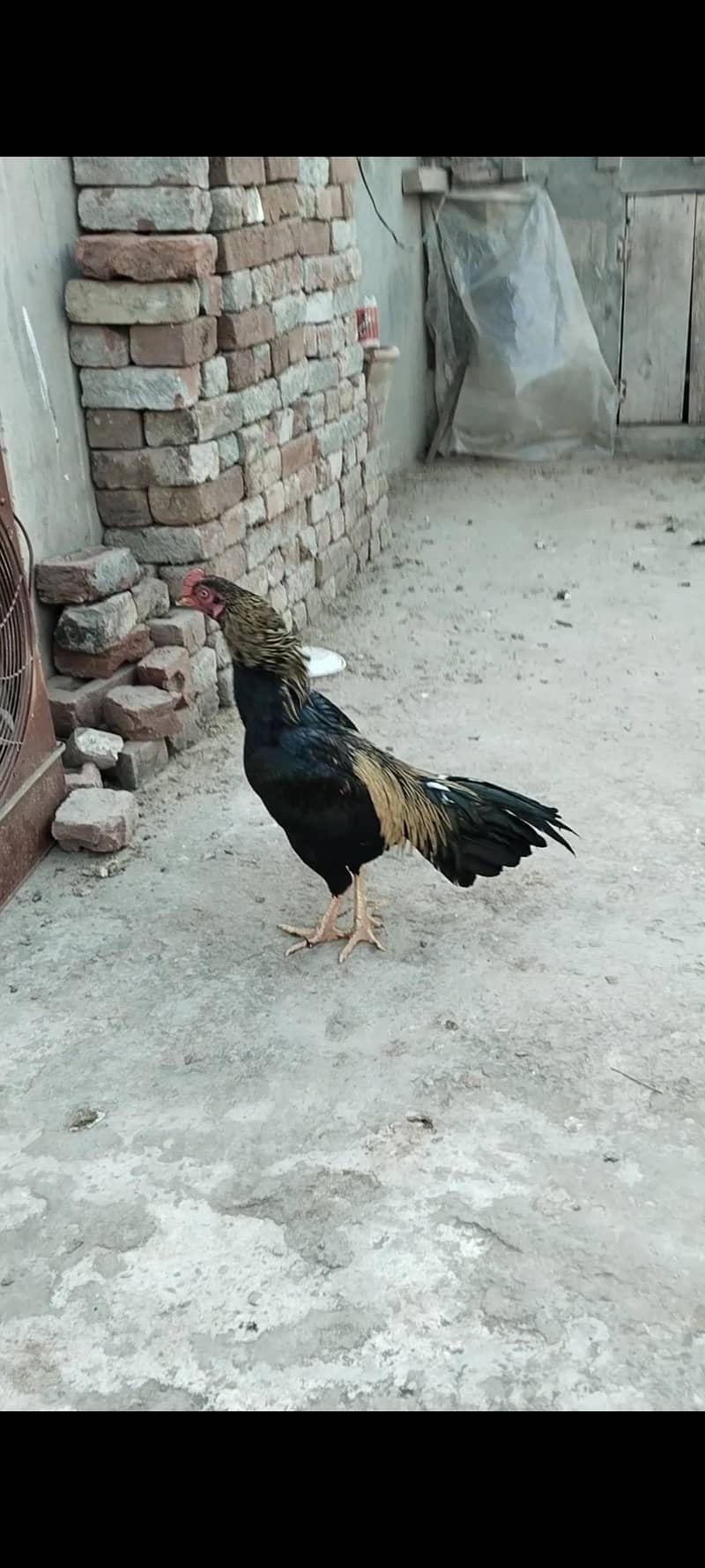 aseem black Java pair used upon box 2