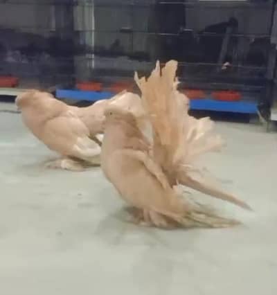 yellow American lakky Top quality breder pair For Sale