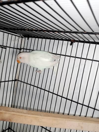 ALBINO RED EYES CONFIRMED B2