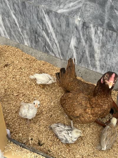 Pure Mianwali Hen Chicks pair