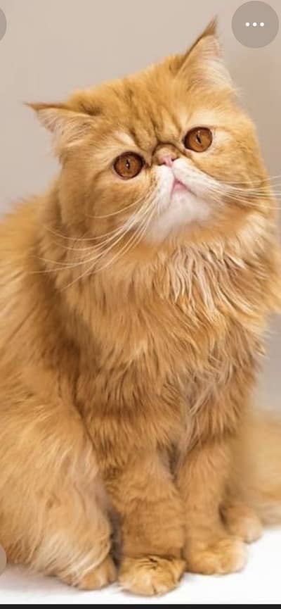 Female cat tiger colour pure breed selling just for shifting