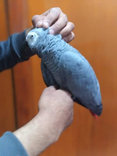 african grey