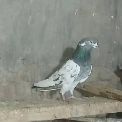 PURE BLOODLINE OF MIAN NAZEER (ALI WALA)