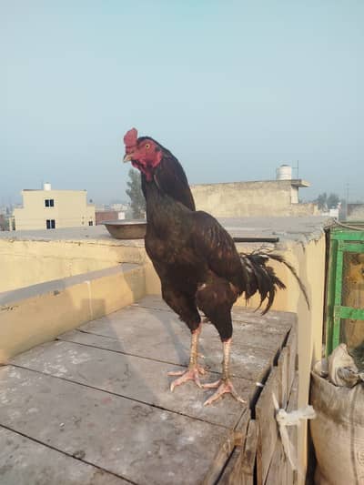 Aik murga sath 5murgian hen eggs ke liye ready hai