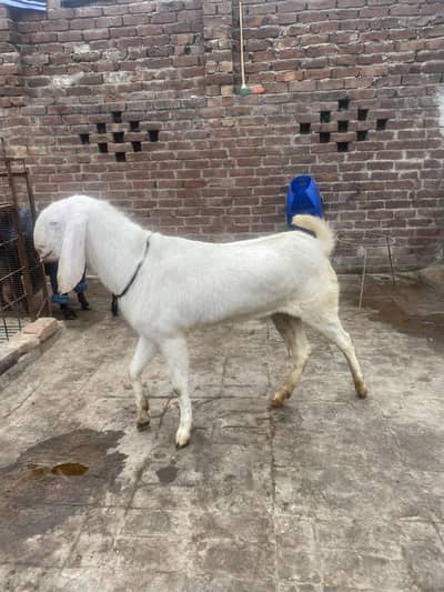 White bakra
