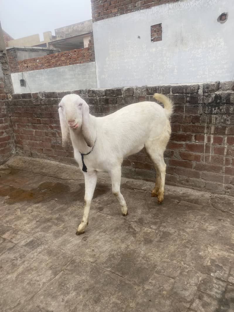 White bakra 7