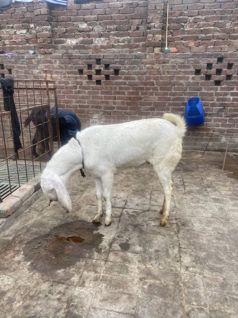 White bakra 9