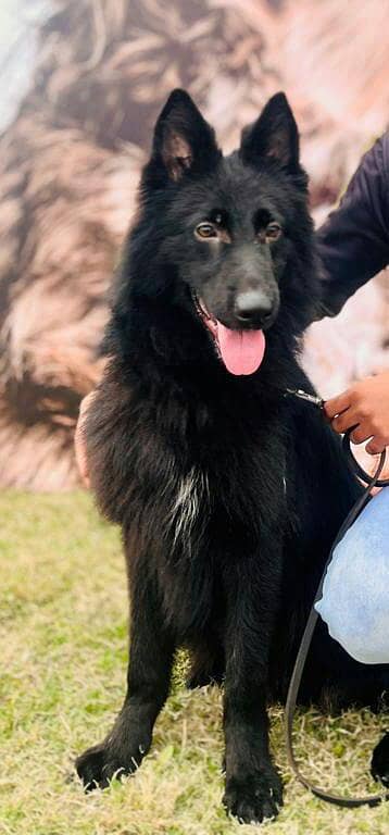 black shepherd for sale
