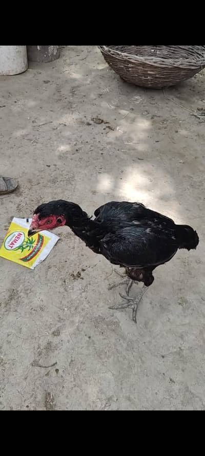 pure aseel Thai cross murgi egg laying