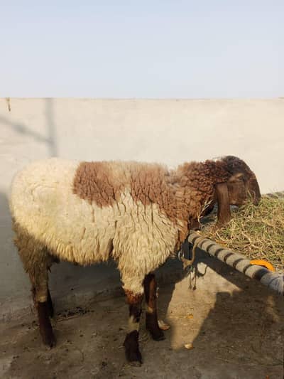 healthy and active serusly purchase