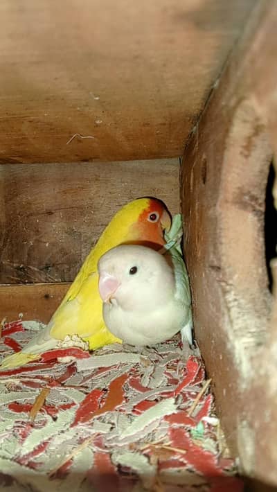love birds breeder pair avalanche