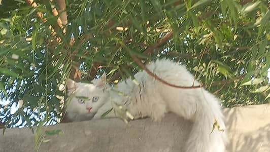 Blue eyes beautiful cat