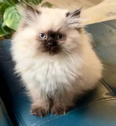 pure Himalayan kittens