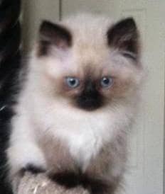 pure Himalayan kittens