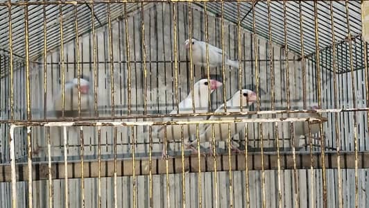 White java breeder 5 piece