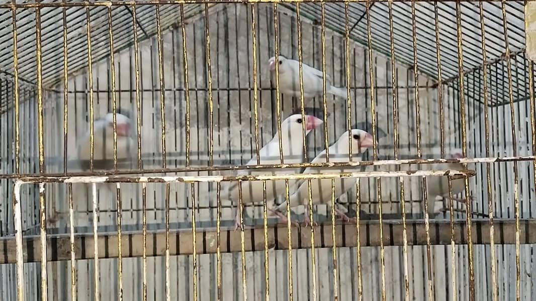 White java breeder 5 piece 0