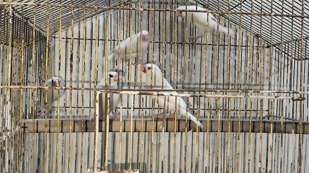 White java breeder 5 piece 1