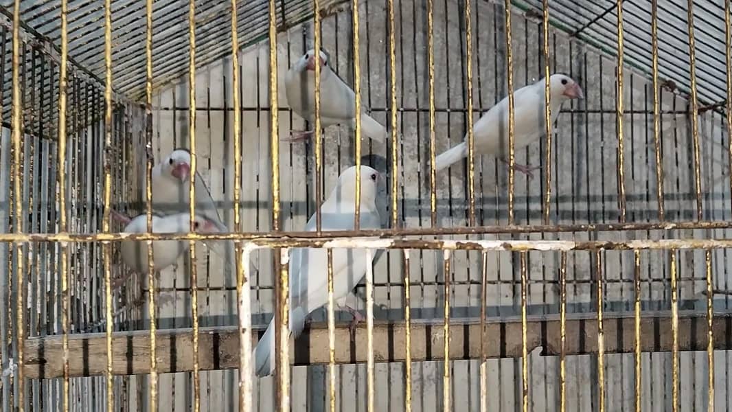 White java breeder 5 piece 2