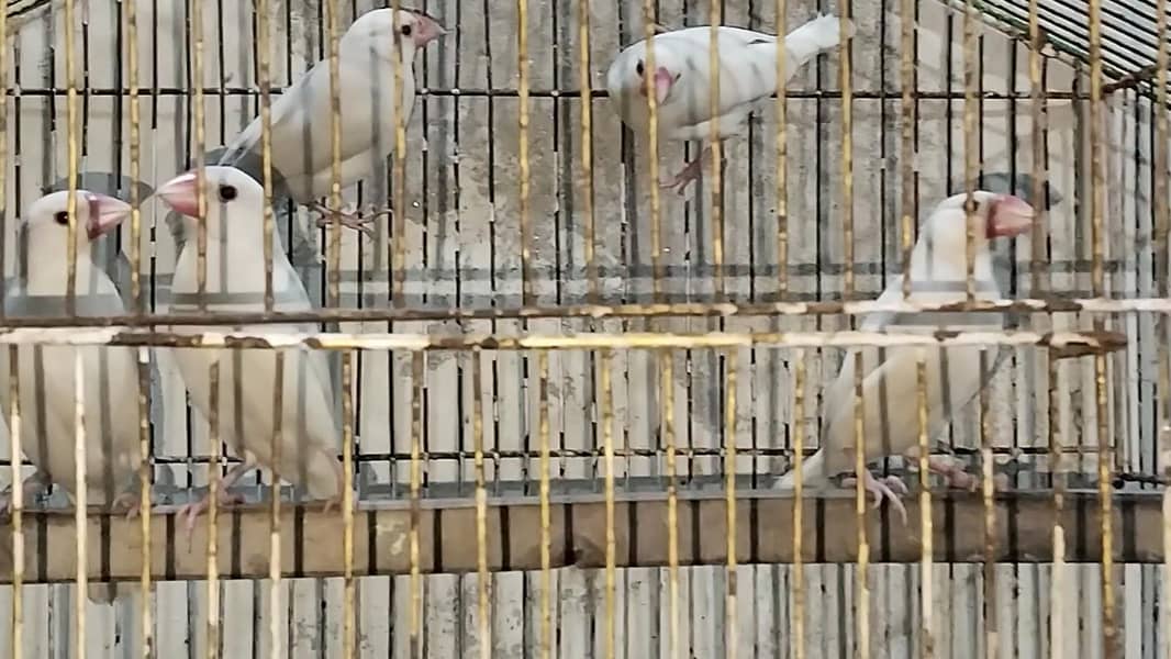 White java breeder 5 piece 3