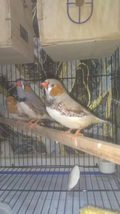 exhibition mutation  finches breeder pair for sale