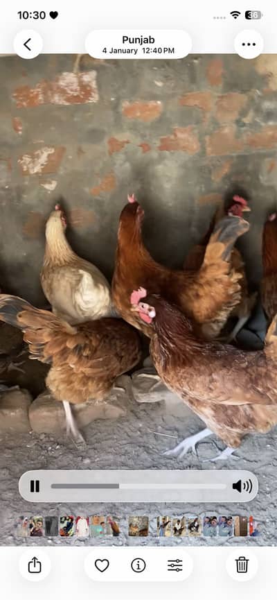 Golden misri starter females available for sale. .