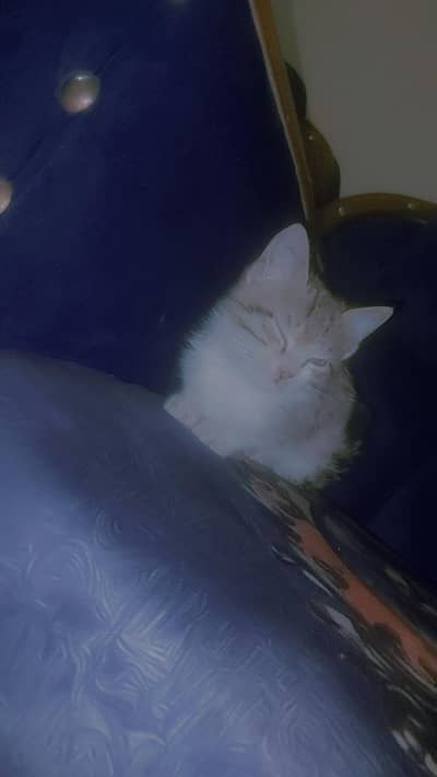 fluffy kitten for sale 8k wohi content krein jo iska khyal rkhe