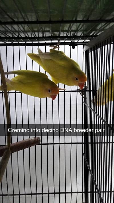 lovebirds available with chicks