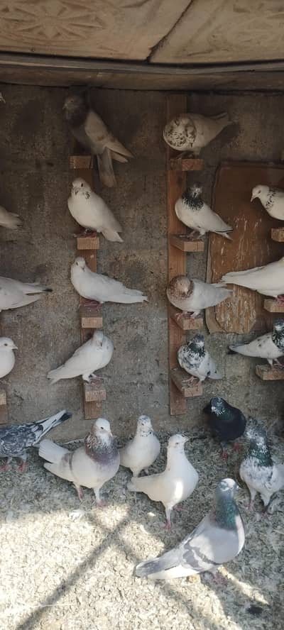 Kabli and Patti Walay