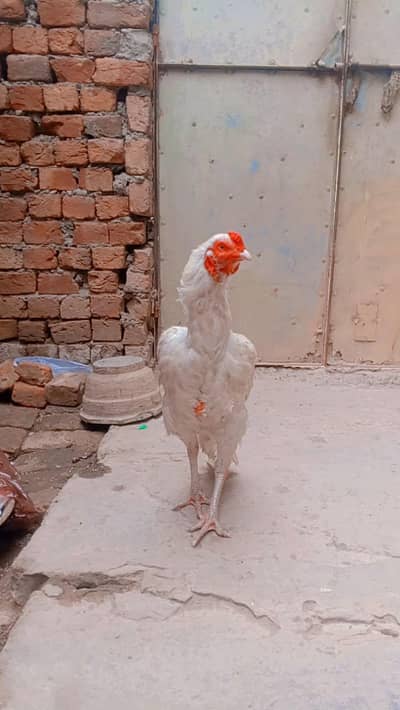 heera murga ha jis bhi na ko chahia vohi rabta Kara fazol time vast na