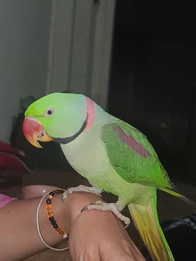 Raw Alexander parrot age 1.10 months hand tame.