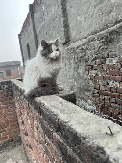 MashAllah buetifull and healthi female