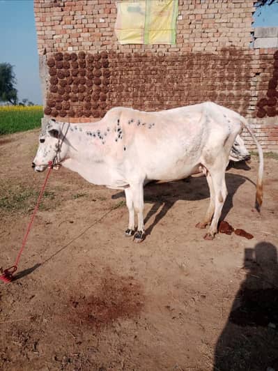 COW for Sale with vacha