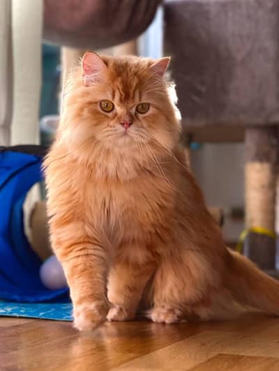 persion triple coat cat