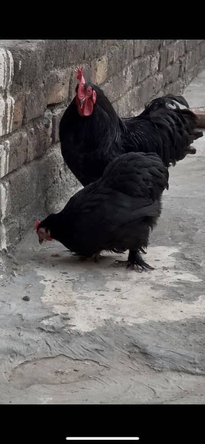 Bantum black breeder pair