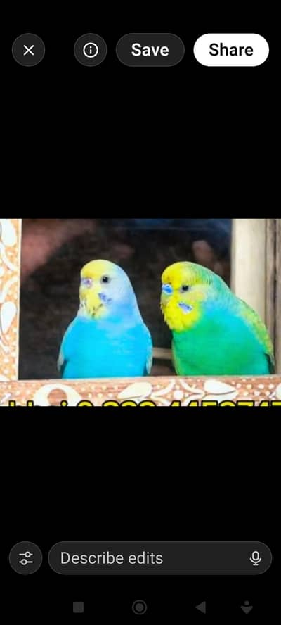 Rainbow working birds