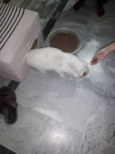 Gorgeous 2-Year-Old Persian – Sweet, Calm & Fully Trained ​Skip the k