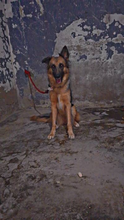 triple coat female long size mai hai ak ear betha wa hai