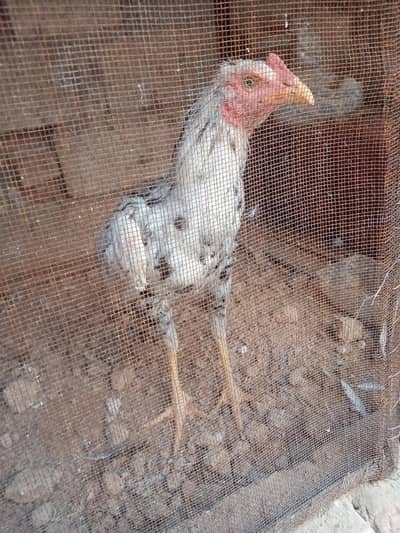 MA SHA ALLAH heigh quality 2 cheeny pathy bnd gnd jor for sale