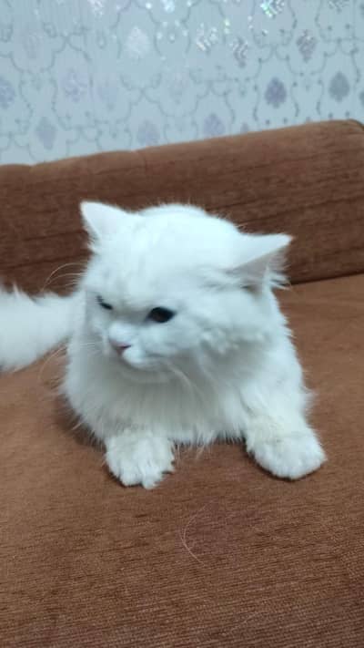 Persian Long Hair Round Face