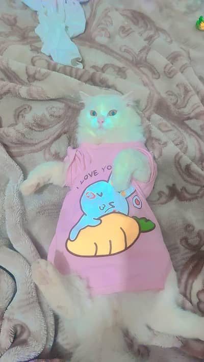 Persian Long Hair Round Face