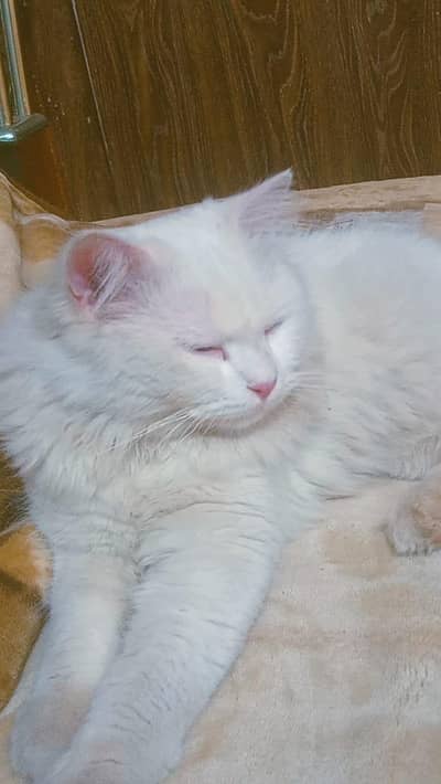 healthy 1 year old cat for sale