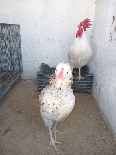 lotino and aseel  murghi