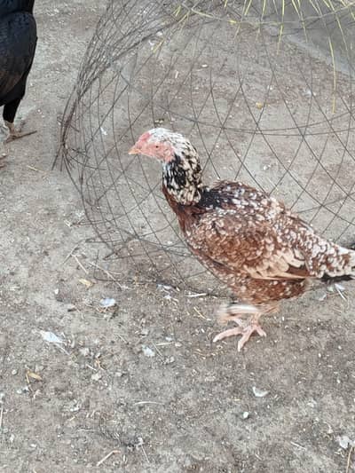 Aseel Hen And iron cage for sale