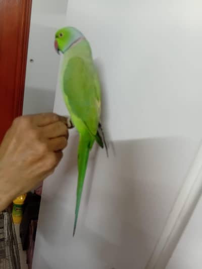 Green face Talking parrot