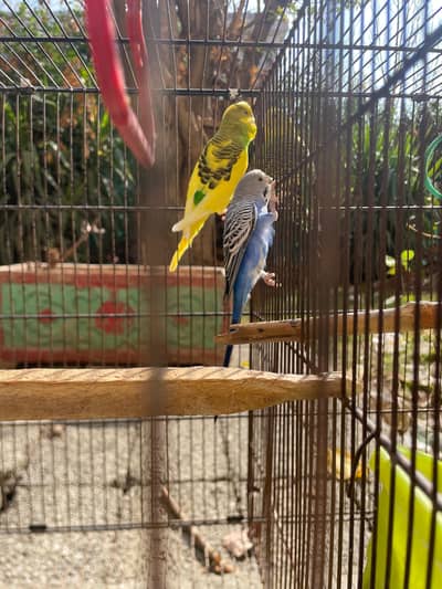 budgie parrots